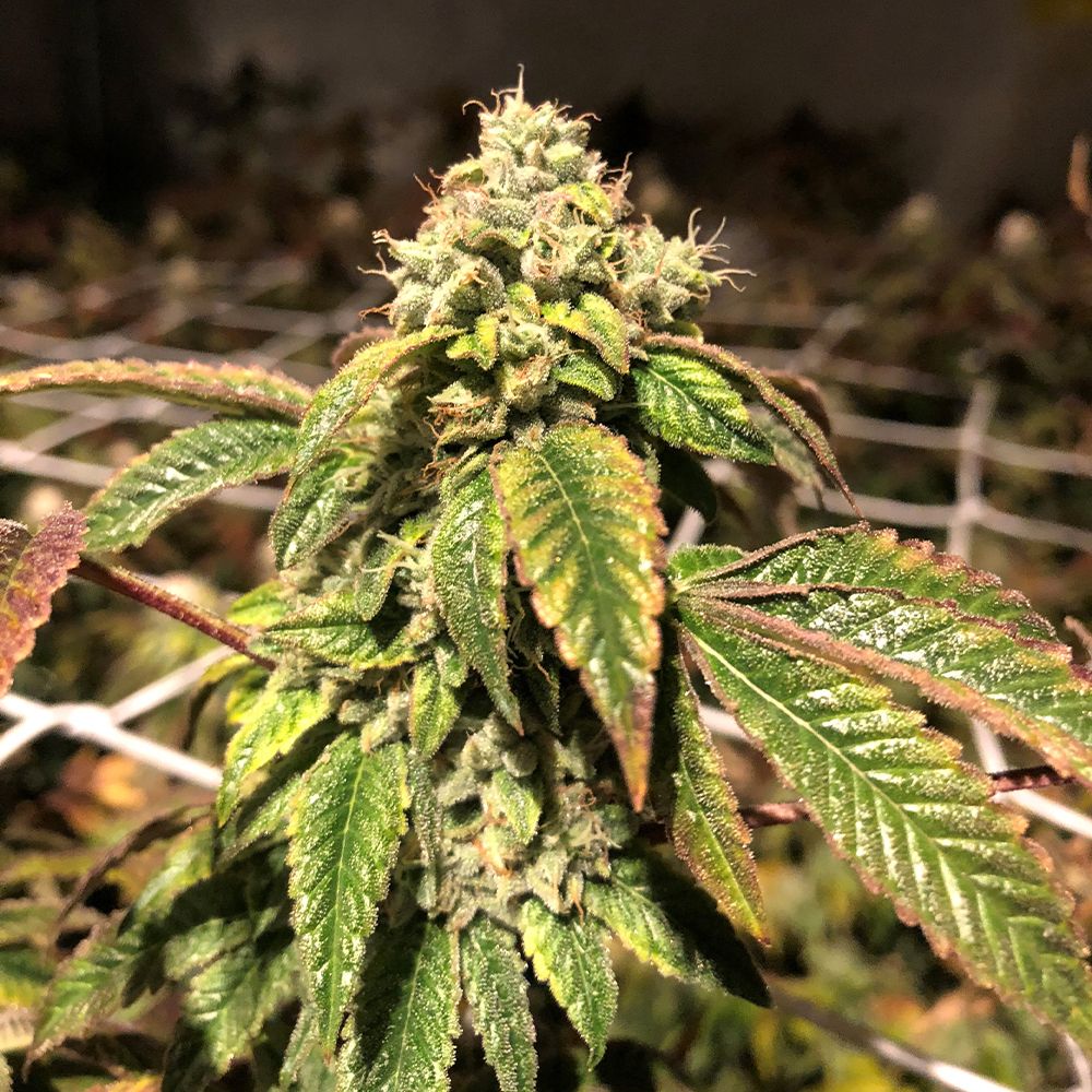 Blue Sherbalato – Pheno Finder Seeds - Seeds