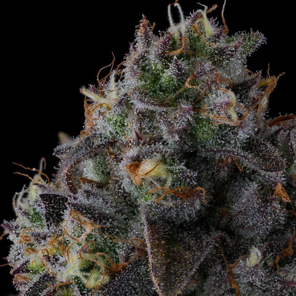 Fruit Riot – Compound Genetics - Seeds