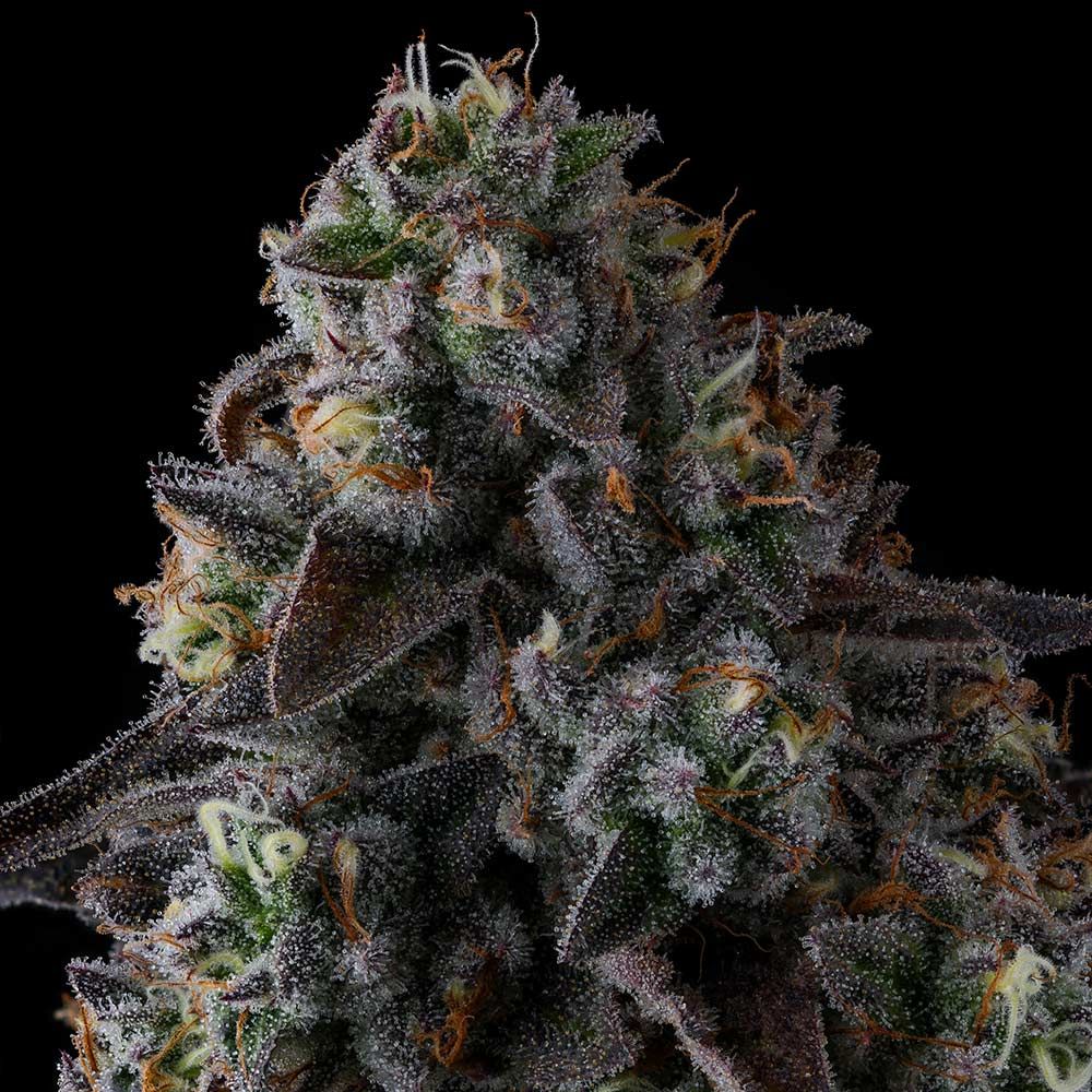 Fruit Riot – Compound Genetics - Seeds