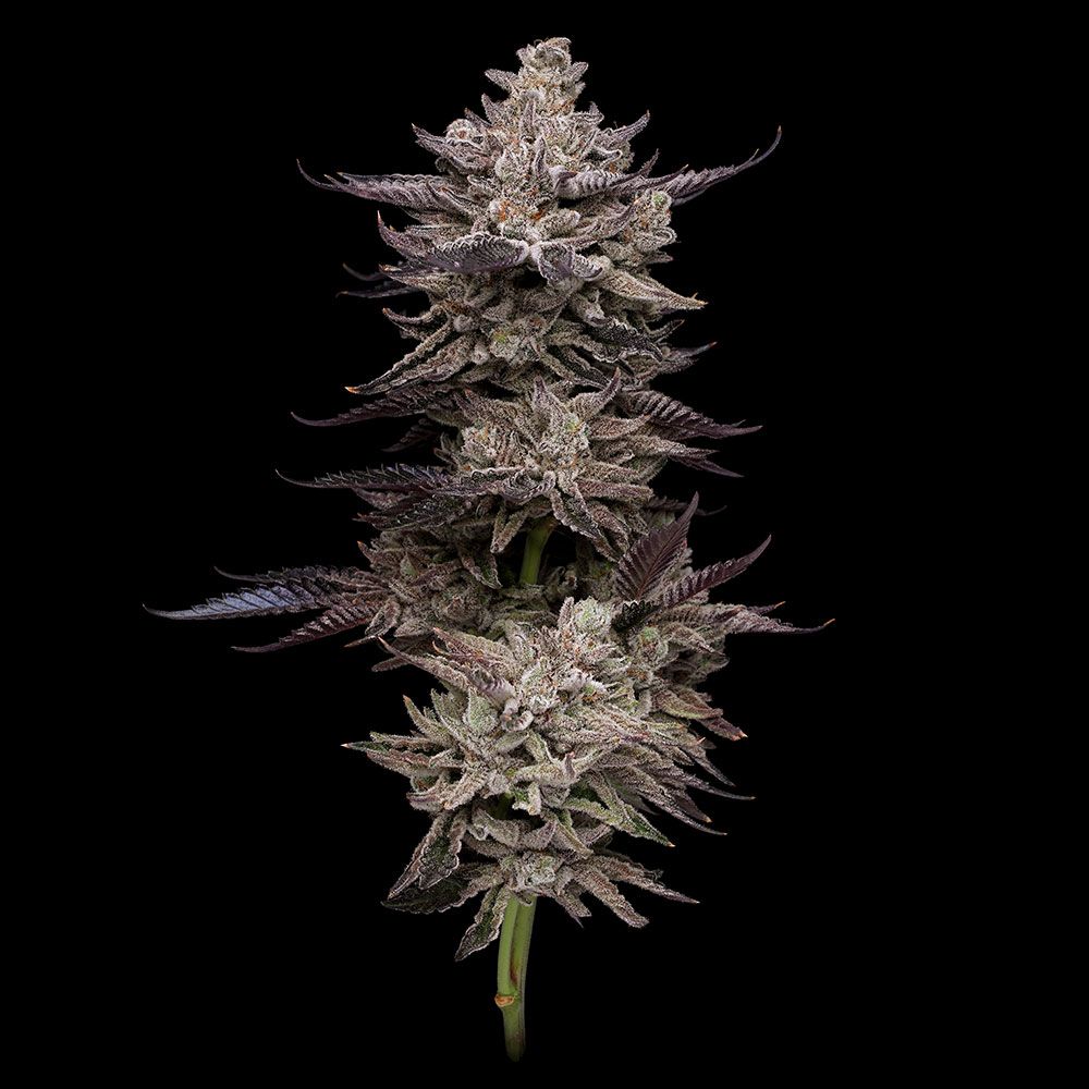 Jet Puft – Compound Genetics - Seeds