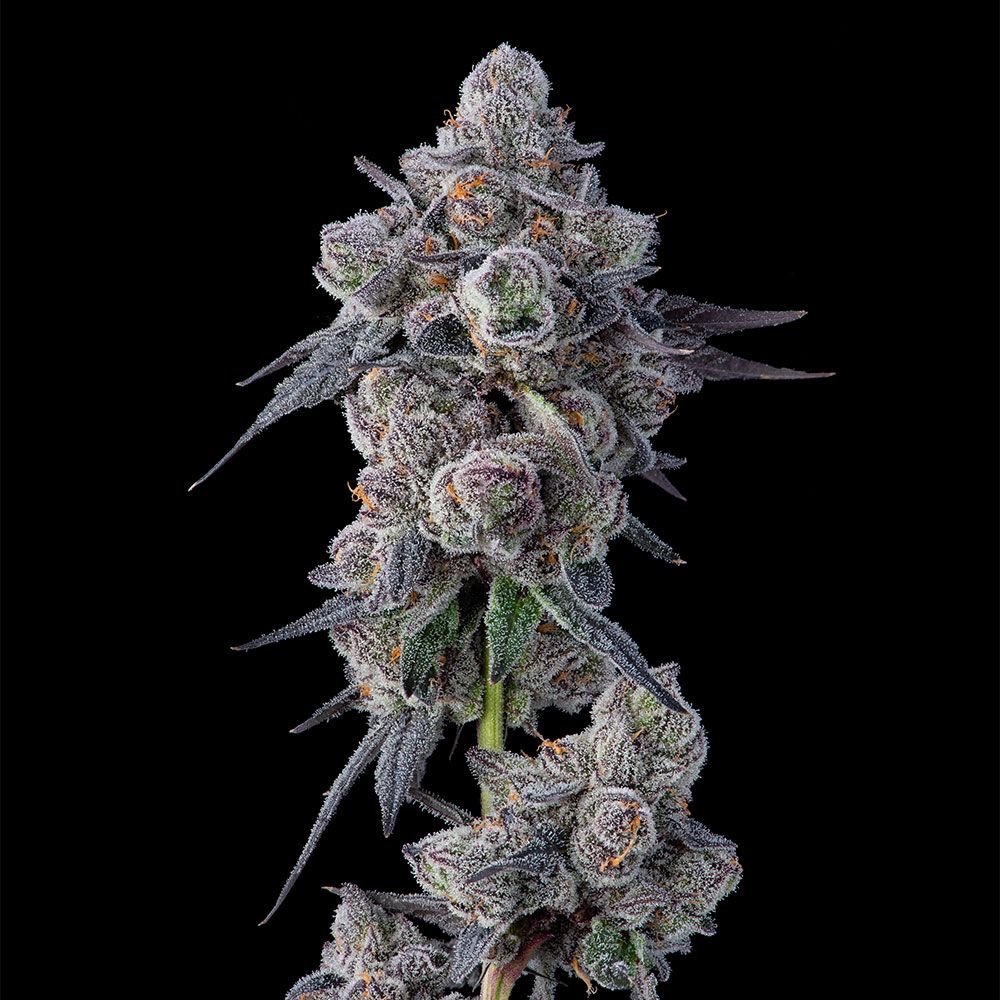 Mellowz – Compound Genetics - Seeds