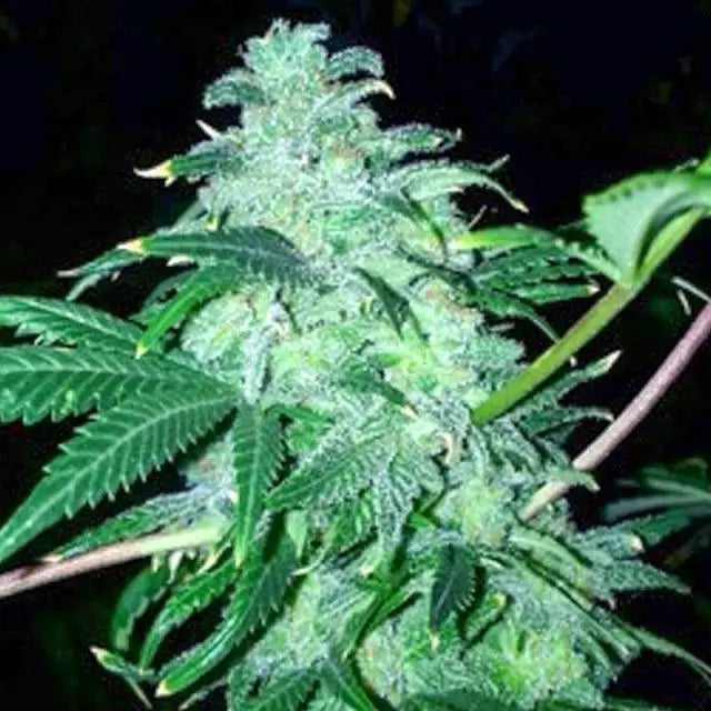 22 – by The Cali Connection - Seeds