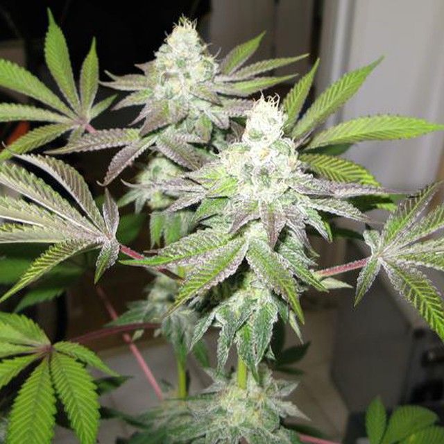 78 – by The Cali Connection (Feminisiert) - Cannatopia78The Cali Connection
