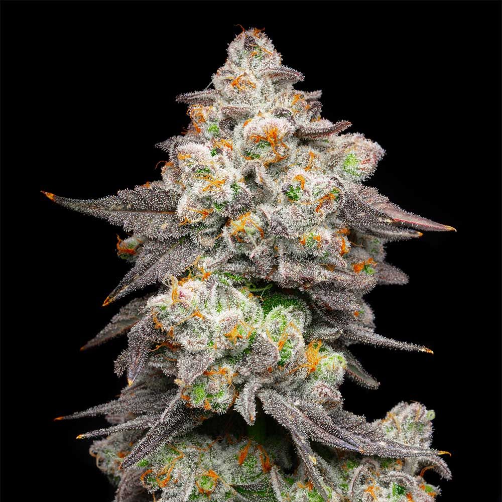 Acai Grapes – by Cookies - Seeds