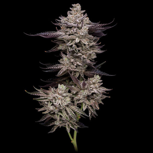 Animorph Mints – Compound Genetics - Seeds