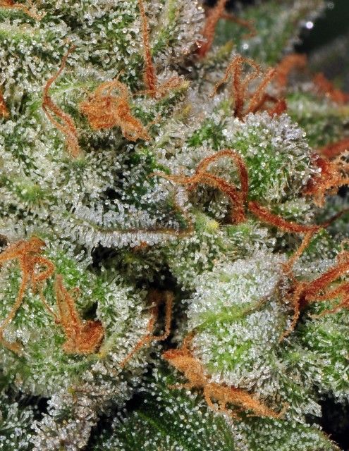 Automatic Bubblegum – T.H.Seeds - Seeds