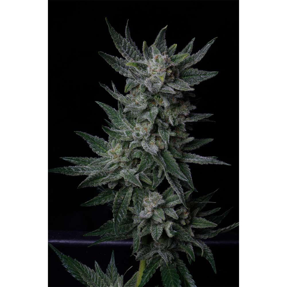 Automatic Bubblegum – T.H.Seeds - Seeds