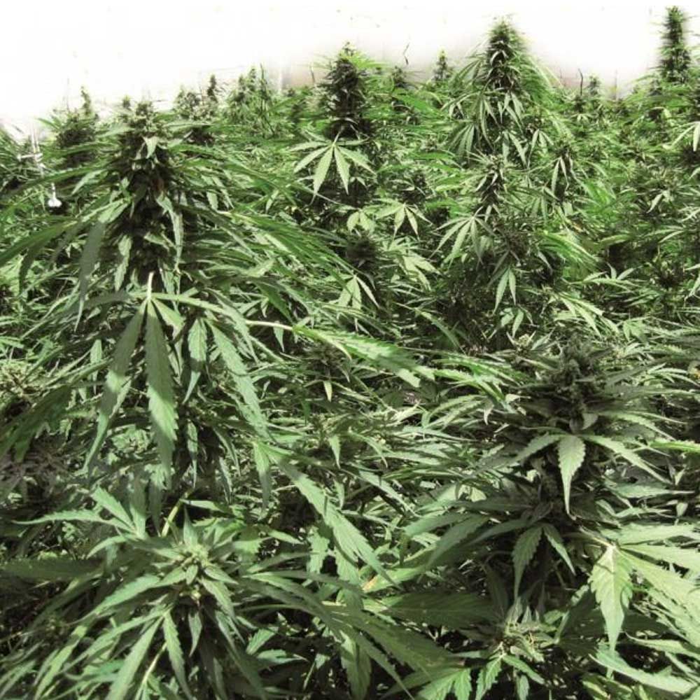 Automatic Northern Hog – T.H.Seeds - Seeds