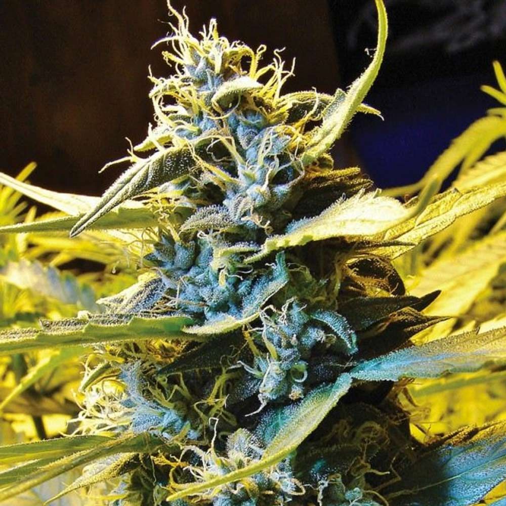Automatic Northern Hog – T.H.Seeds - Seeds