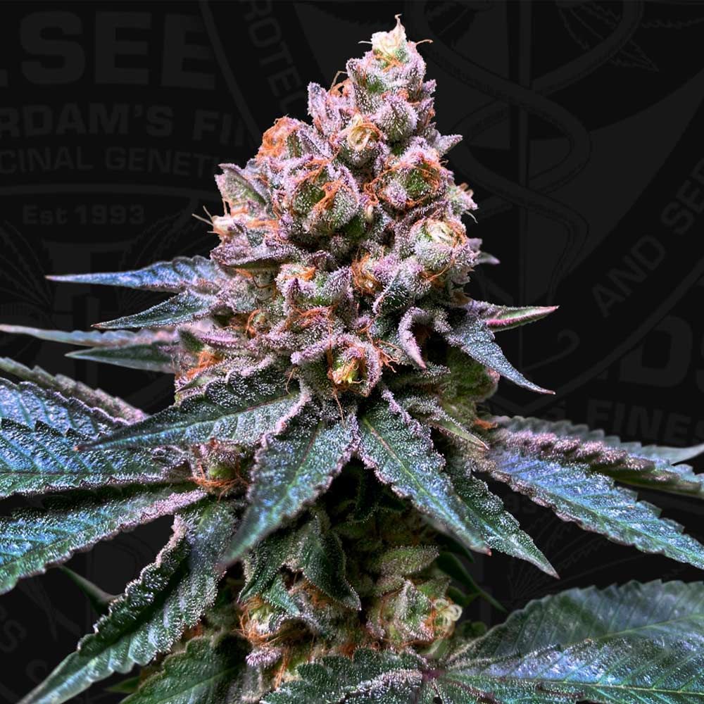 Black Apple Hitchcock – T.H.Seeds (Bastards Line) - Seeds