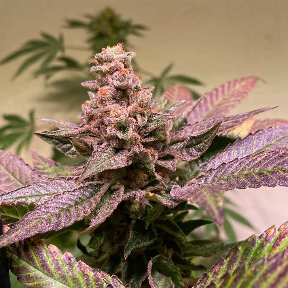 Black Apple Hitchcock – T.H.Seeds (Bastards Line) - Seeds