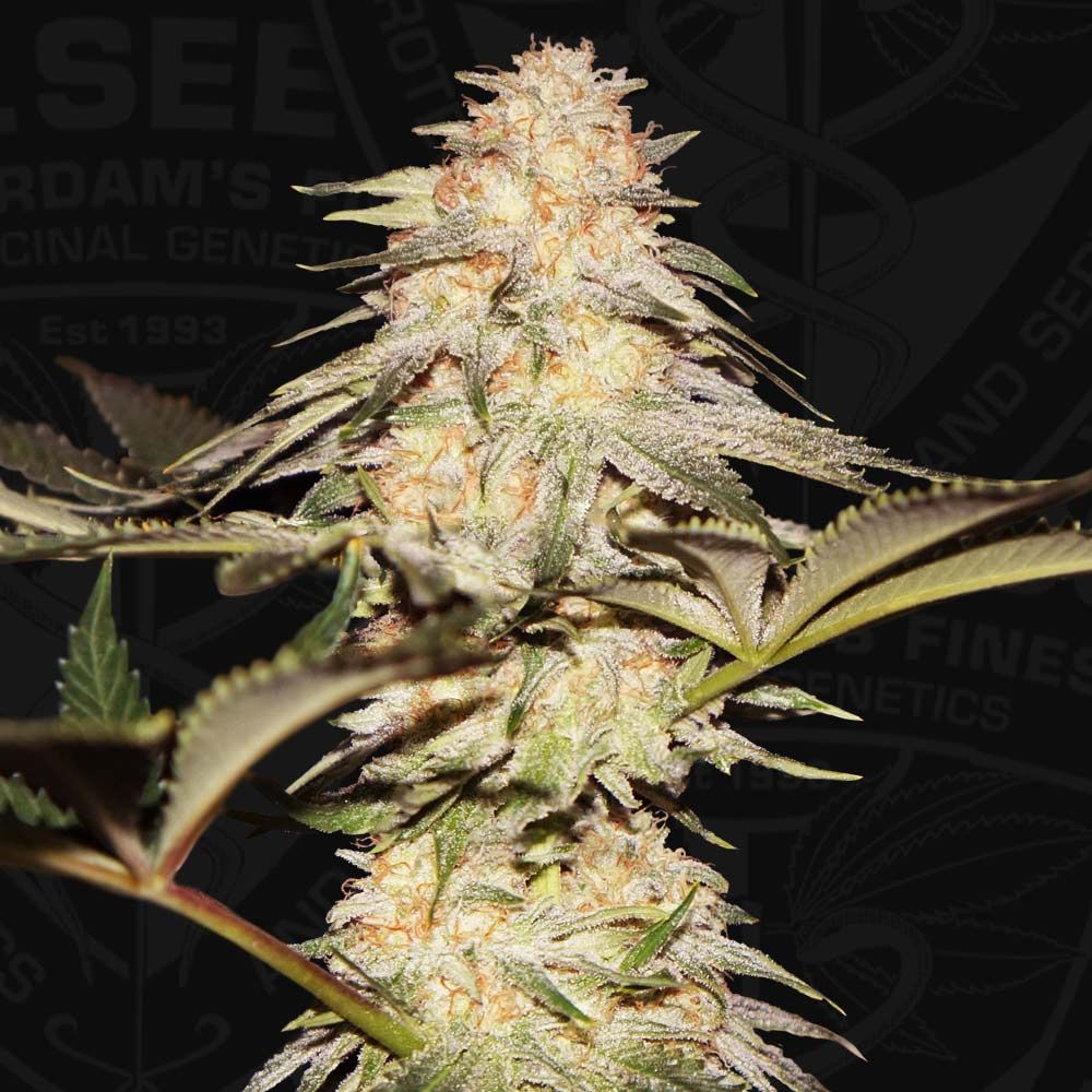 Bubble Banana Gum – T.H.Seeds - Seeds