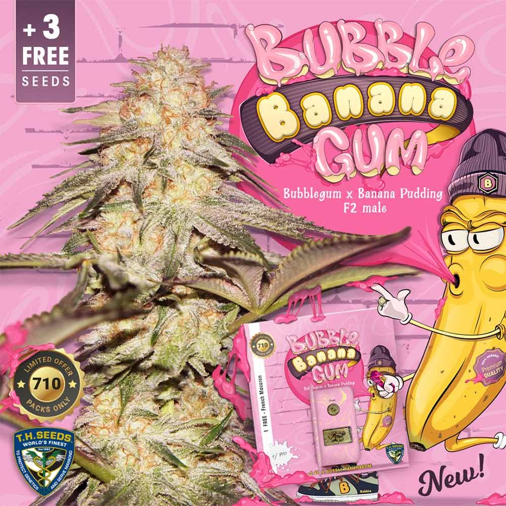 Bubble Banana Gum – T.H.Seeds - Seeds