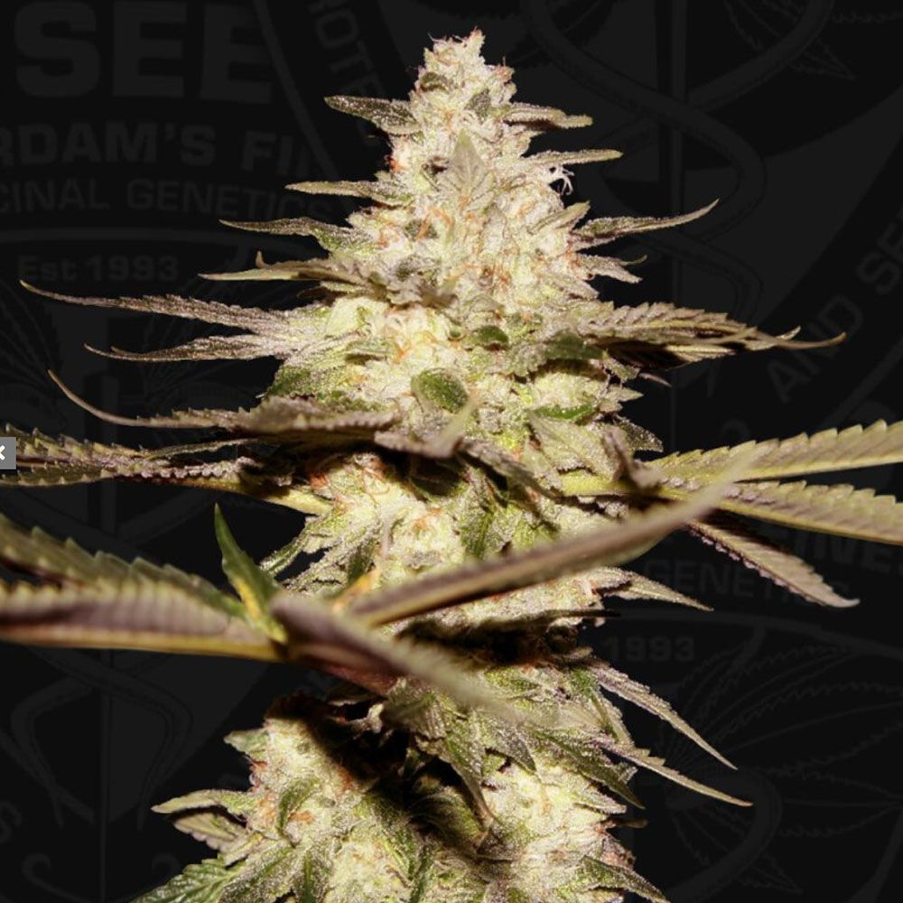 CaliFunk – T.H.Seeds - Seeds