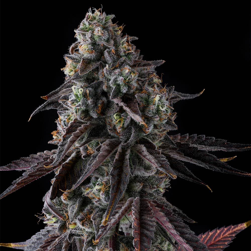 Fruit Riot – Compound Genetics - Seeds
