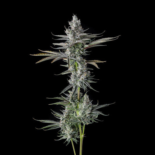 Guwop Green – Compound Genetics - Seeds
