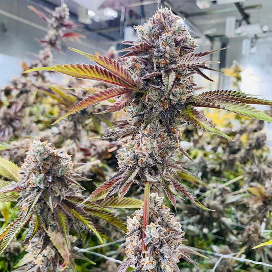 Jet Puft – Compound Genetics - Seeds