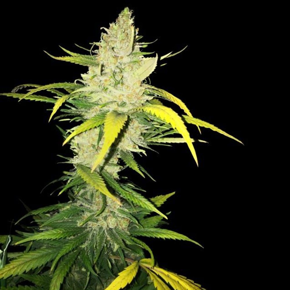 La S.A.G.E. – T.H.Seeds - Seeds