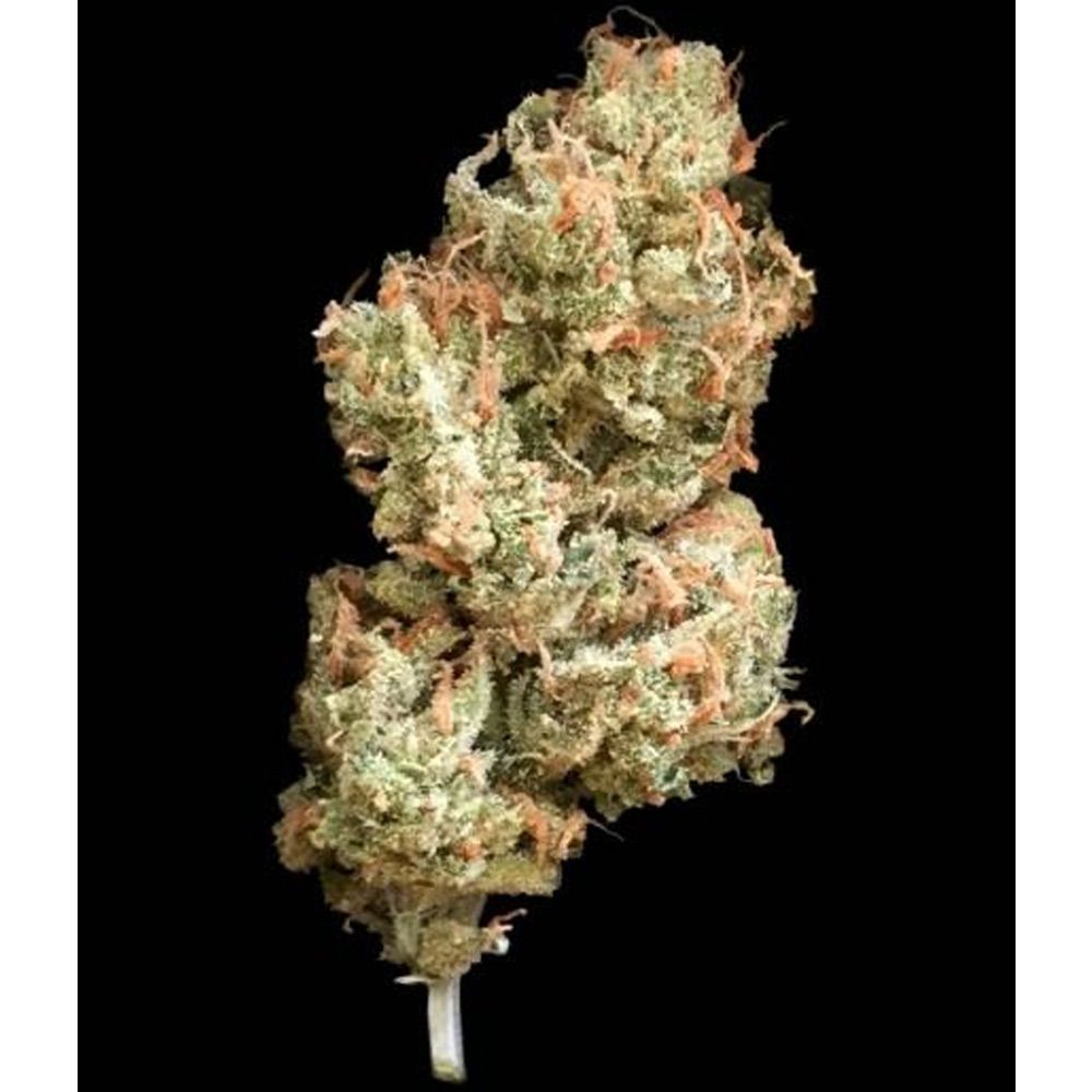 La S.A.G.E. – T.H.Seeds - Seeds