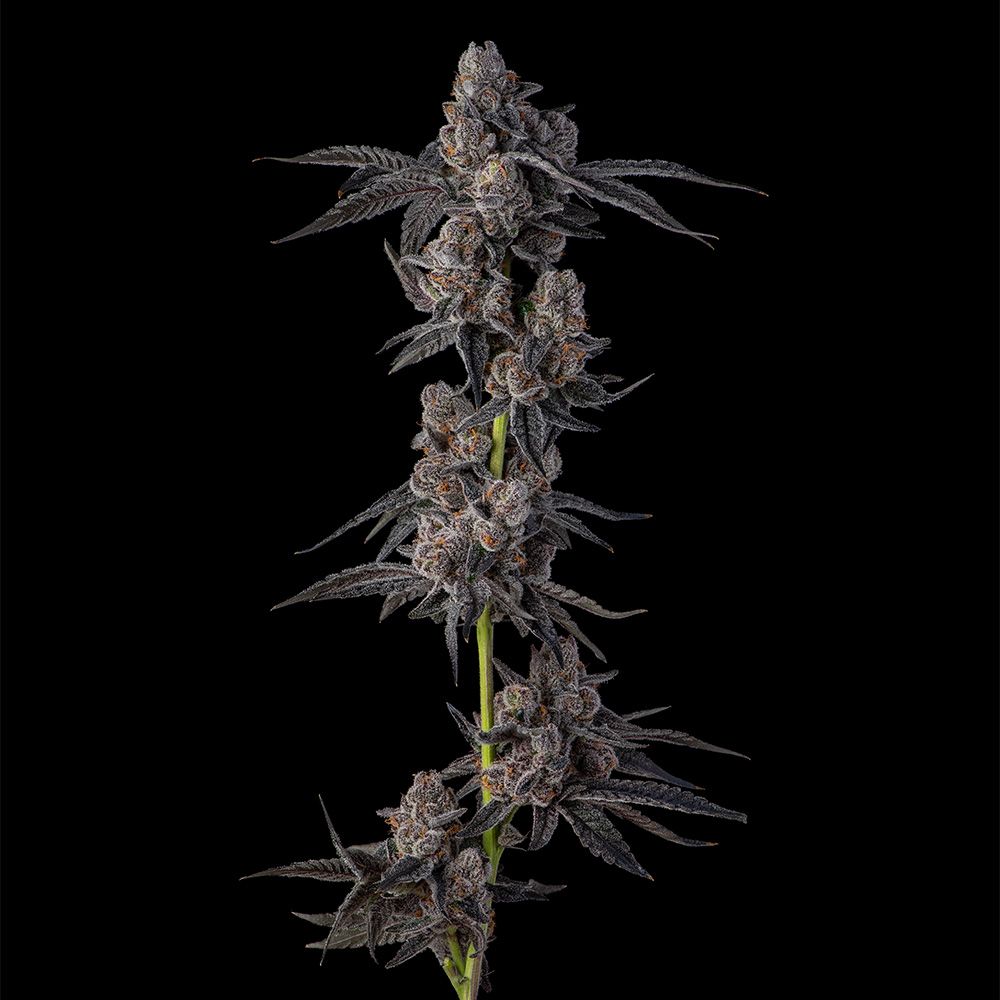 Mellowz – Compound Genetics - Seeds