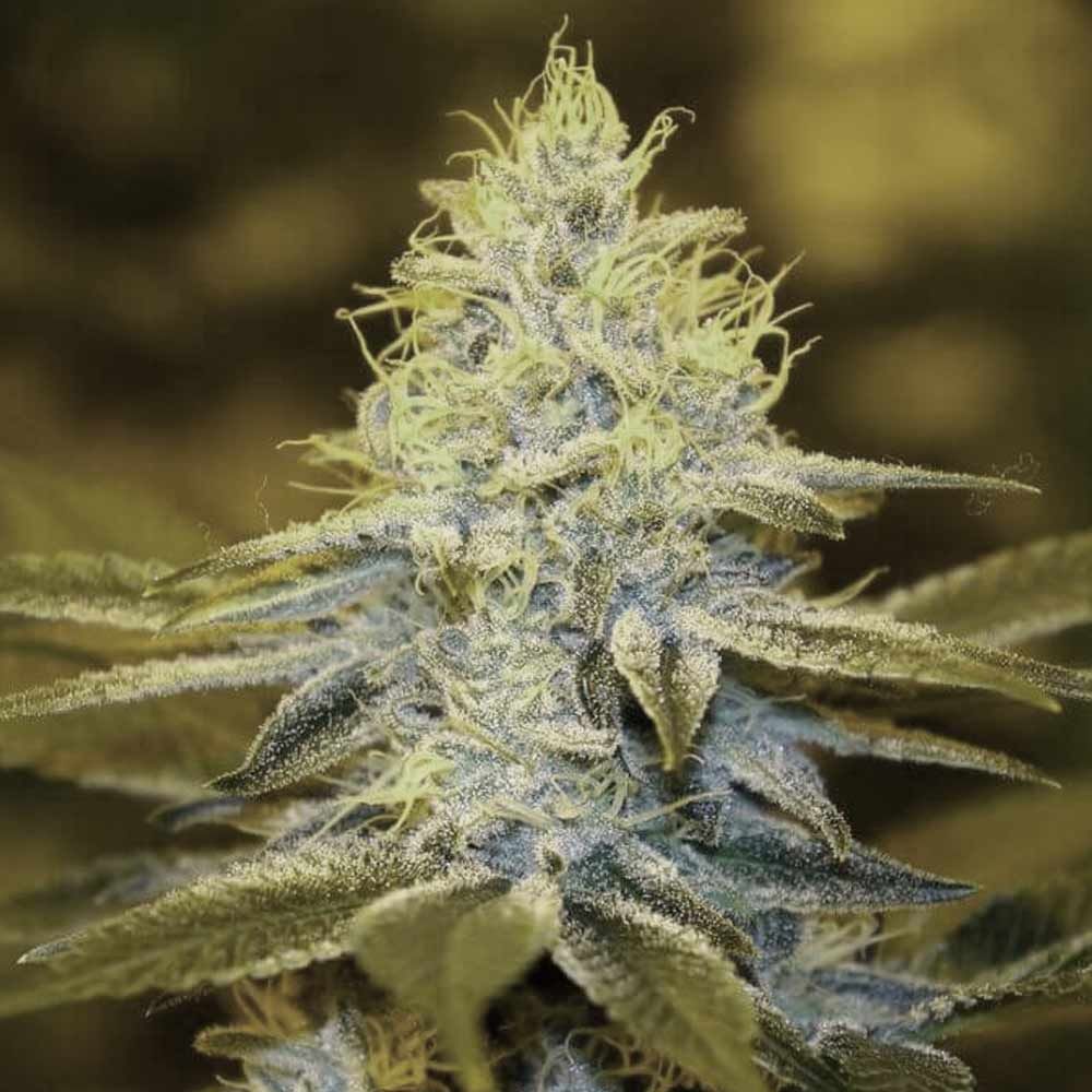 Strawberry Glue – T.H.Seeds (Bastards Line) - Seeds