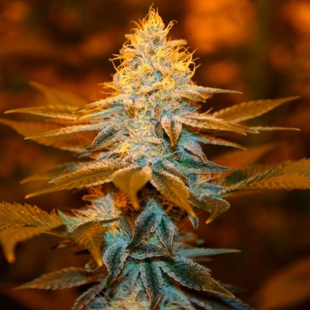 Strawberry Glue – T.H.Seeds (Bastards Line) - Seeds